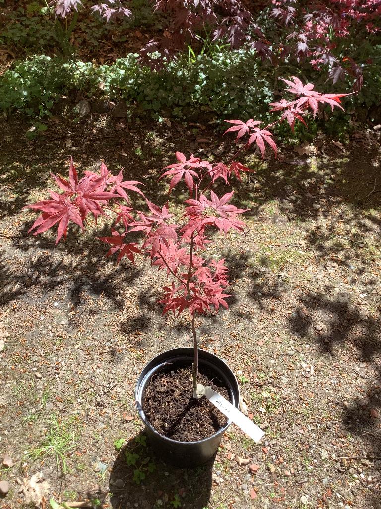 Japanse esdoorn, Tuin en Terras, Planten | Bomen, Ophalen, Bloeit niet, Halfschaduw, Overige soorten