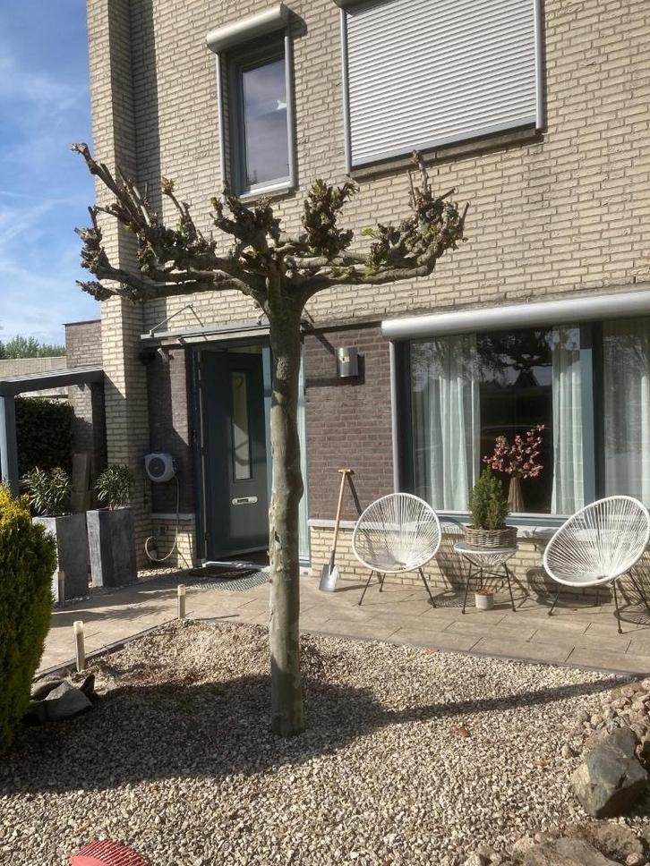 Plataan en conifeer 1.40m gratis af te halen, Tuin en Terras, Overige Tuin en Terras, Gebruikt, Ophalen