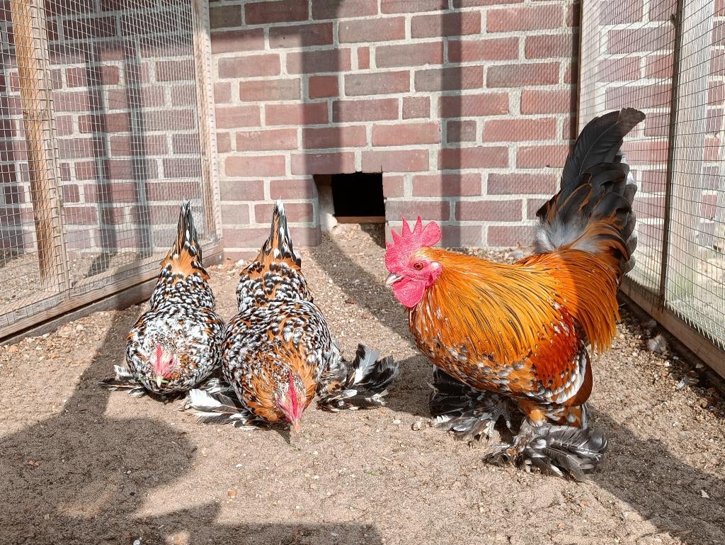 Broedeieren Sabelpoot kriel, Geslacht onbekend, Kip