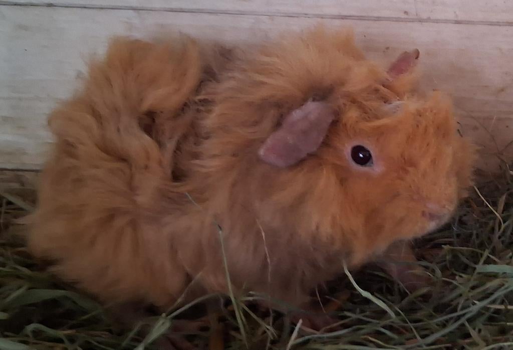 TK mooi lunkarya beertje, Dieren en Toebehoren, Knaagdieren, Mannelijk, Cavia, Januari, Tam