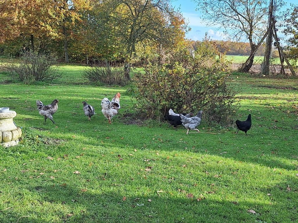 Aangeboden plek voor hanen, kippen, pluimvee, Meerdere dieren, Kip
