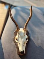 Reeënschedel met gewei op schild, Ophalen of Verzenden