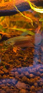 Wilde Betta Smaragdina, Vis, Zoetwatervis