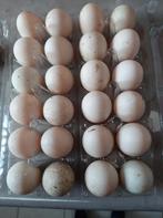 Eendeneieren, Geslacht onbekend, Eend