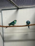 1-1 bernard parkieten, Meerdere dieren, Parkiet