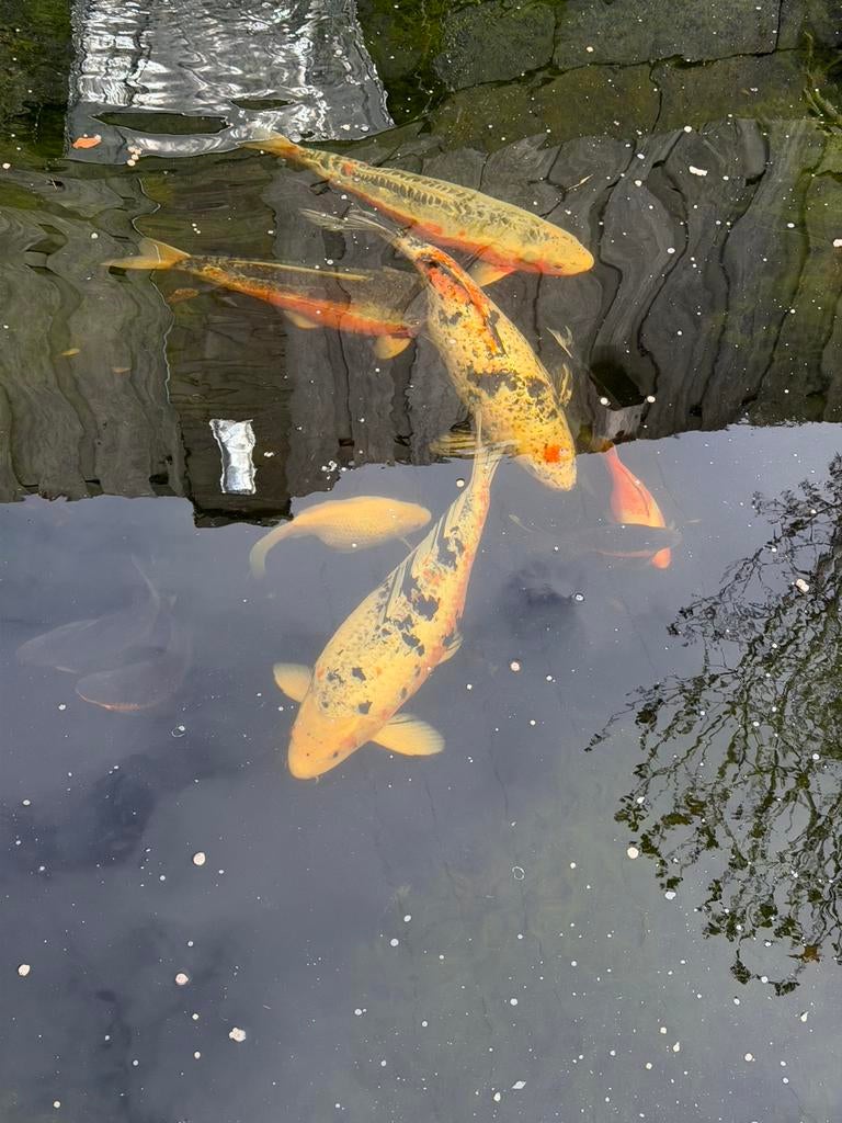 KOI KARPERS 60cm, Dieren en Toebehoren, Vissen | Vijvervissen, Karper of Koi