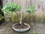 Bonsai Esdoorn, Tuin en Terras, Bloeit niet, Halfschaduw, Overige soorten, Minder dan 100 cm