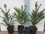 Taxus baccata 20 - 30 cm in een P9 pot, Tuin en Terras, Planten | Bomen, Ophalen