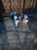 Broedeieren, Geslacht onbekend, Kip