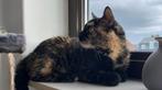 Nieuw huisje Skittles, Meerdere dieren, Kortharig, 6 jaar of ouder