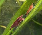 Vuurgarnaaltjes, Kreeft, Krab of Garnaal, Zoetwatervis