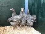 Jonge tamme Noord Hollandse Blauwe kippen gesekst & ingeënt, Dieren en Toebehoren, Pluimvee, Vrouwelijk, Kip
