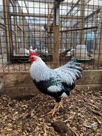 Plymouth Rock krielkippen | Mooie kippen | Deskundig advies!, Kip, Meerdere dieren
