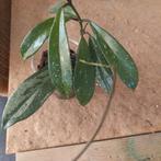 hoya pubicalyx silver nr 115, Ophalen of Verzenden, Overige soorten, Minder dan 100 cm