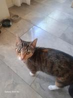 GRATIS SUPER LIEVE POES !!! RUSTIG, GROENE OGEN ., Dieren en Toebehoren, Katten en Kittens | Overige Katten, Poes