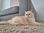 Prachtige raszuivere britse korthaar poes, Dieren en Toebehoren, Katten en Kittens | Raskatten | Korthaar, Poes, Gechipt, 3 tot 5 jaar