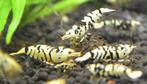 Fancy Tiger Black garnalen zwart wit. Caridina, Kreeft, Krab of Garnaal
