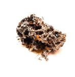 Bladsnijder mieren, Dieren en Toebehoren, Insecten en Spinnen, Mieren