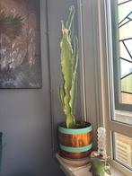 Oude cactus in koperen pot, 120cm, Ophalen, 100 tot 150 cm, Halfschaduw, Groene kamerplant