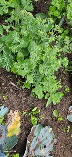 Sedum herfstsleutel, Tuin en Terras, Planten | Tuinplanten, Ophalen of Verzenden, Overige soorten, Volle zon