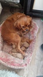 Wij hebben nog 2 cavelier King Charles spaniel puppies, Dieren en Toebehoren, Honden | Retrievers, Spaniëls en Waterhonden, CDV (hondenziekte)