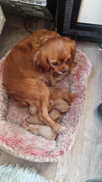 Wij hebben nog 2 cavelier King Charles spaniel puppies  beschikbaar voor biedingen