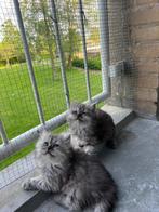 Britse langhaar kittens, Meerdere dieren, 0 tot 2 jaar, Ontwormd