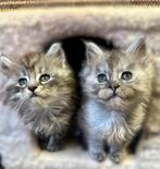 Maine Coon kittens, Dieren en Toebehoren, Meerdere dieren, Met stamboom, 0 tot 2 jaar