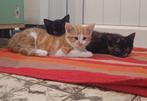 Kittens - jonge poesjes, Dieren en Toebehoren, Katten en Kittens | Raskatten | Korthaar, Meerdere dieren, 0 tot 2 jaar