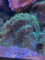 Indische schijfanemoon, Dieren en Toebehoren, Vissen | Aquaria en Toebehoren, Ophalen, Nieuw, Gevuld zeewateraquarium