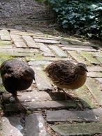 Japanse kwartel hennen tekoop, Dieren en Toebehoren, Vrouwelijk, Overige soorten