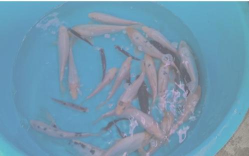 Budget Koi - Koi karper 15 / 25 cm bij Koidreams in Valburg, Dieren en Toebehoren, Vissen | Vijvervissen, Karper of Koi