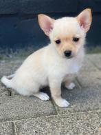 Pomchi pups nog 1 beschikbaar ., Dieren en Toebehoren, Nederland, Overige rassen, CDV (hondenziekte), 8 tot 15 weken