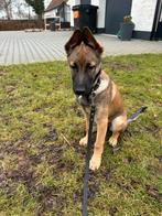 Mechelse herder pup, Dieren en Toebehoren, Honden | Herdershonden en Veedrijvers, 15 weken tot 1 jaar, Teef, Parvo, Eén hond