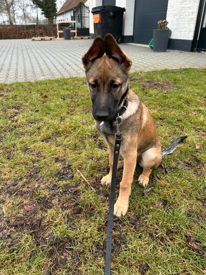 Mechelse herder pup, Dieren en Toebehoren, Honden | Herdershonden en Veedrijvers, Teef, Herder, Particulier, Eén hond, Nederland