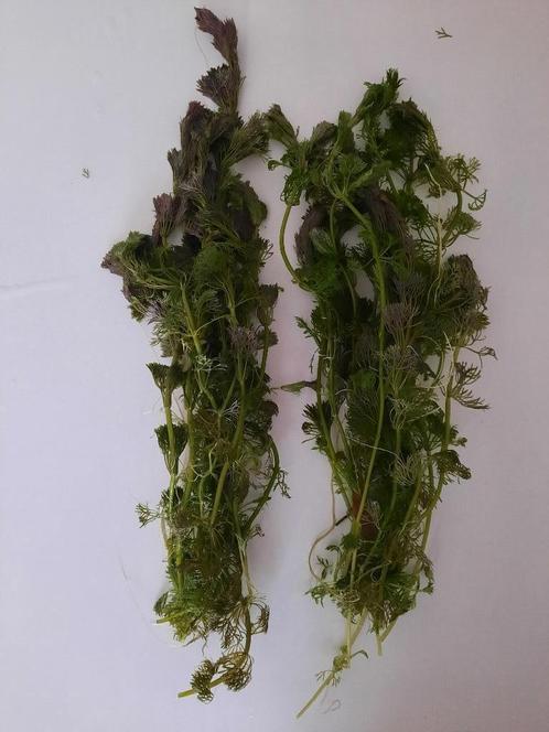 Ambulia, snelgroeiende aquariumplant, lange stelen, Dieren en Toebehoren, Vissen | Aquaria en Toebehoren, Zo goed als nieuw, Plant(en), Steen of Hout