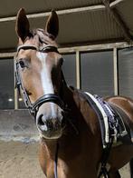 Lieve 5 jarige merrie, Dieren en Toebehoren, Paarden, Merrie, B, Dressuurpaard, 3 tot 6 jaar