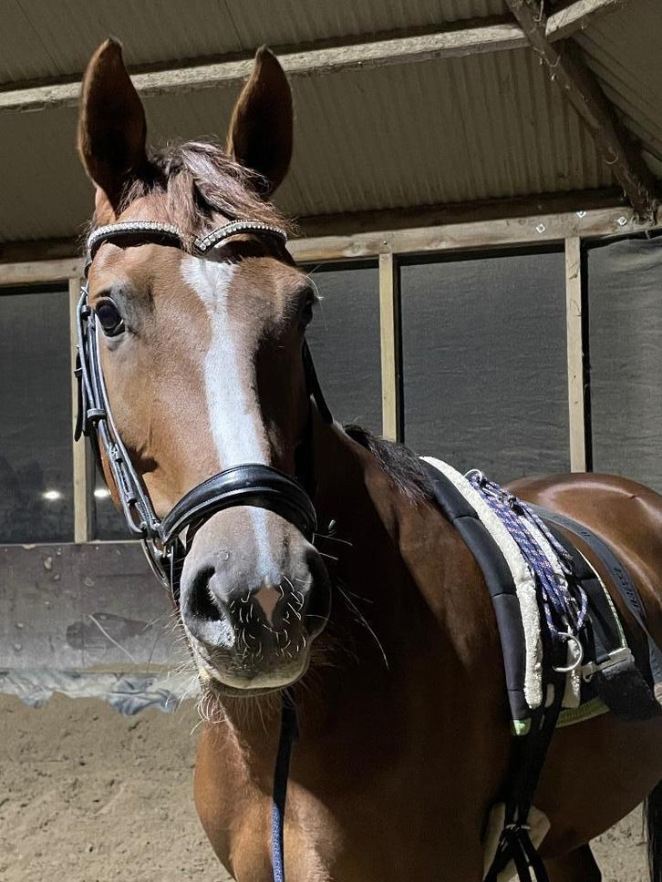 Lieve 5 jarige merrie, Dieren en Toebehoren, Paarden, Merrie, B, 160 tot 165 cm, 3 tot 6 jaar, Dressuurpaard, Met stamboom, Gechipt