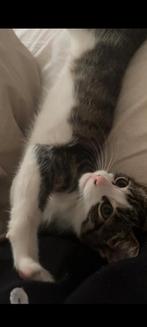 Cyper Kitten - 10 Weken - Ophalen R`Dam, Dieren en Toebehoren, Poes