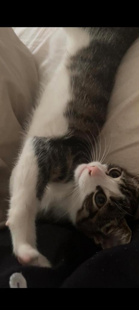 Cyper Kitten - 10 Weken - Ophalen R`Dam, Dieren en Toebehoren, Katten en Kittens | Raskatten | Korthaar, Poes
