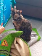 Lief huisje gezocht voor 2 lieve meisjes, Dieren en Toebehoren, Katten en Kittens | Overige Katten, Poes