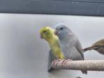 Forpussen te koop of ruilen, Dieren en Toebehoren, Vogels | Parkieten en Papegaaien, Meerdere dieren, Papegaai, Geringd