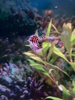 Leopard guppen  laatse 2 koppels, Dieren en Toebehoren, Vissen | Aquariumvissen, Vis