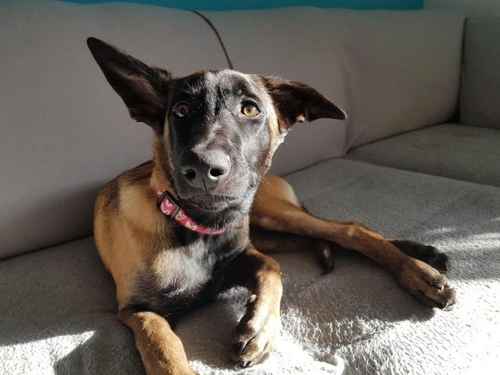 Mechelse herder, 10 maanden, Dieren en Toebehoren, Honden | Herdershonden en Veedrijvers, Reu, Herder, Particulier, Meerdere, Nederland