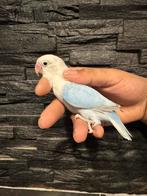 Blauw dilute opaline man begin 2025, Dieren en Toebehoren, Mannelijk, Dwergpapegaai of Agapornis, Geringd