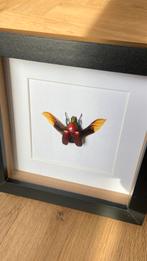 Opgezette kever Rhomborrhina Flammea rood in 3D lijst, Ophalen of Verzenden, Nieuw, Insect, Opgezet dier
