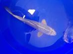 Actie Japanse koi(marusei Hirasawa) 2e koi 50% korting, Karper of Koi