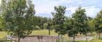 Kleinschalig gezellige pensionstalling, Dieren en Toebehoren, Stalling en Weidegang, Stalling, 4 paarden of pony's of meer