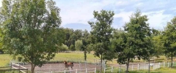 Kleinschalig gezellige pensionstalling, Dieren en Toebehoren, Stalling en Weidegang, Stalling, 4 paarden of pony's of meer