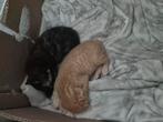 2 kittens rode kater en lapjes poes, Meerdere dieren